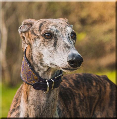 Greyhound español - The Galgo Español is a calm, elegant and quiet dog breed. There are TOP 10 interesting facts about the Galgo Espanol, also known as Spanish Greyhound.SUBSCRI...